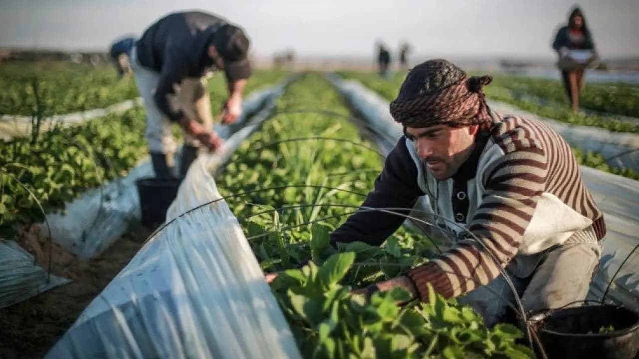 Gaza farmers brave resistance to israeli gun fire