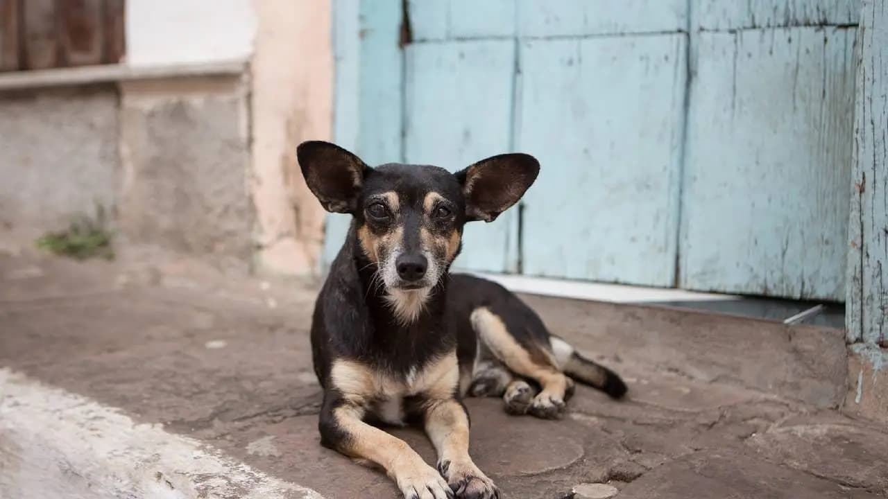 Dog Carries Human Leg Outside Shimla Hospital