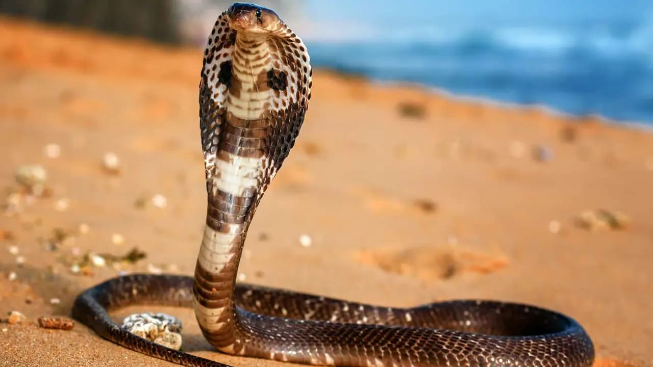 Female King Cobra is the only snake who make nest like birds