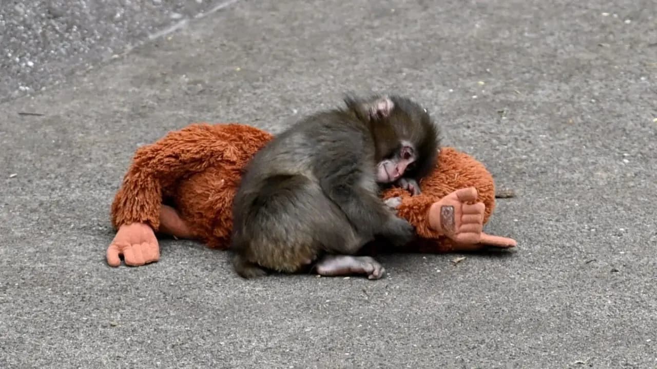 punch the monkey: google floods with animated viral japanese macaque hearts