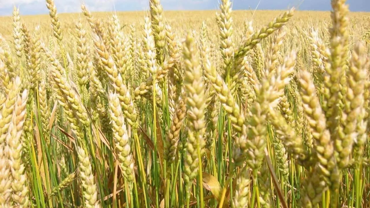 Pakistan run short of flour amid Afghanistan war