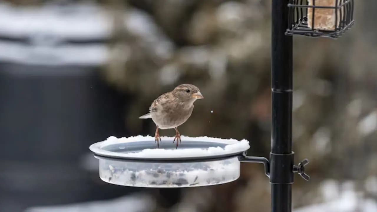 feeding sparrows reduces karmic debt and brings mental clarity and emotional balance according to astrology
