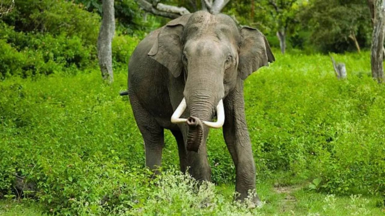 Two men on motorcycle die after crashing into elephant in Nainitals Tanda area 