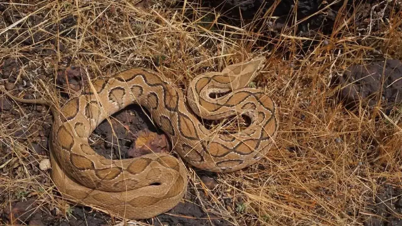 This State Has The Highest Snake Count in India