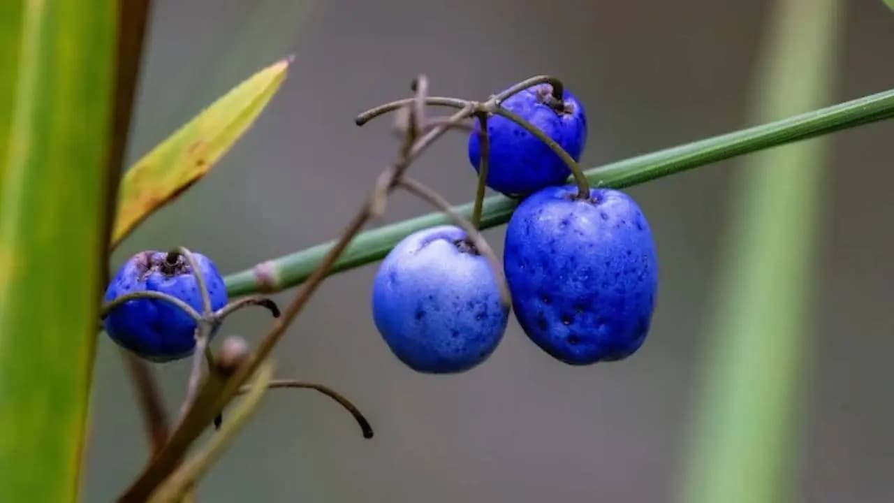 Blue Quandong: The Science Behind the World's Only Naturally True Blue Fruit