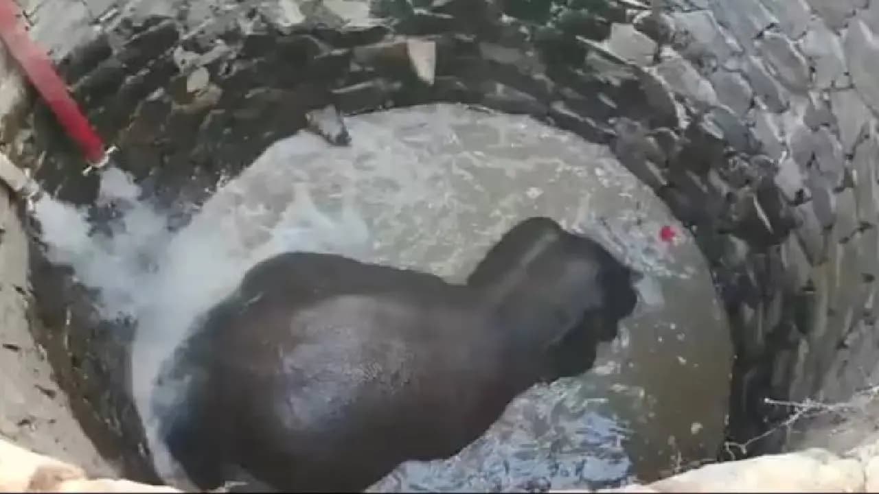 Odisha Forest Dept Uses Archimedes' Principle to Rescue Elephant From 30-Foot Well