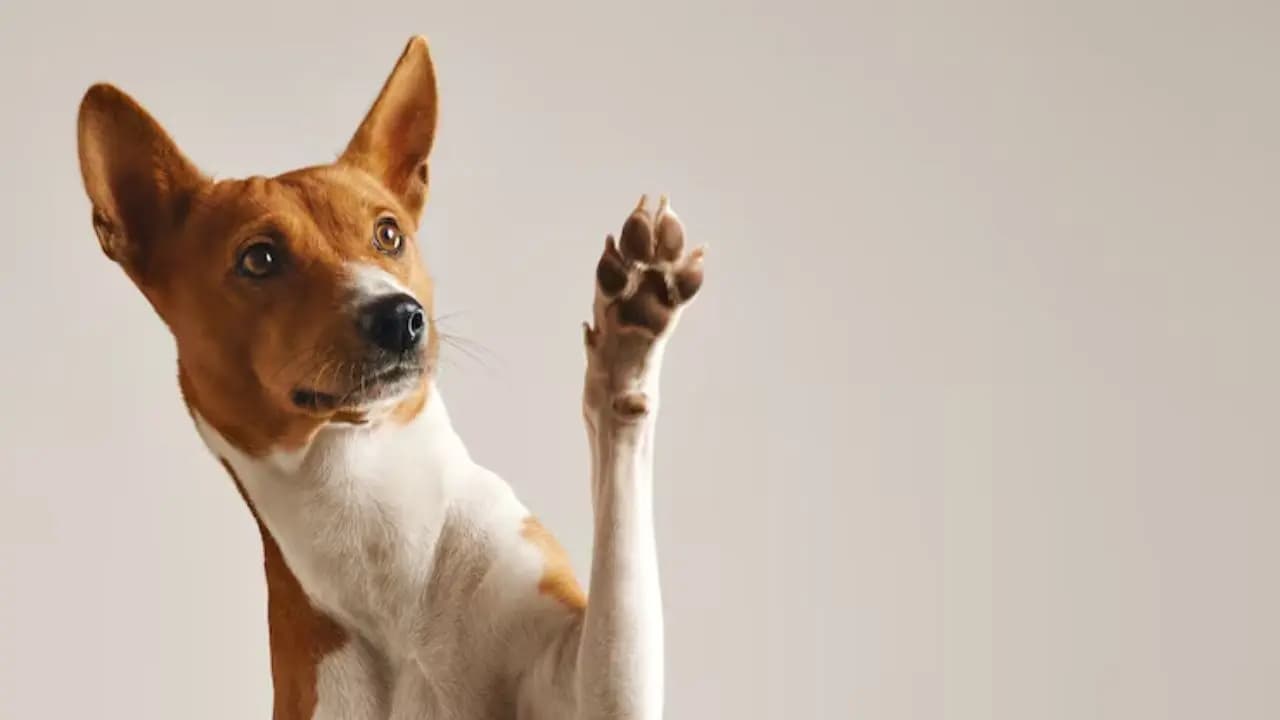 Sudden Death of a Pet Before Auspicious Events: Spiritual Meaning and Vastu Significance