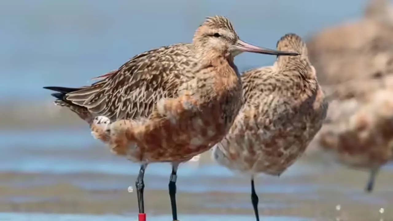 Migratory bird sets world record by flying 13560 kilometers from Alaska to Tasmania in 11 days