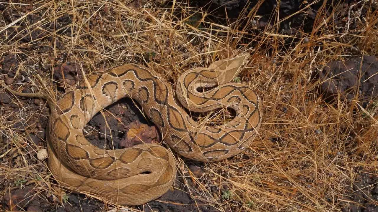 King Cobra Encounter: Step by Step guide to staying safe