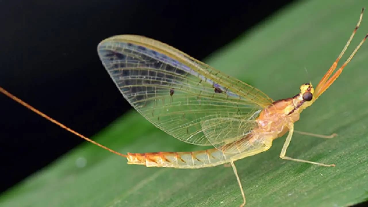 Shortest Lifespan: From Few Hours To One Day This Animals Live For The Shortest Lifespan 