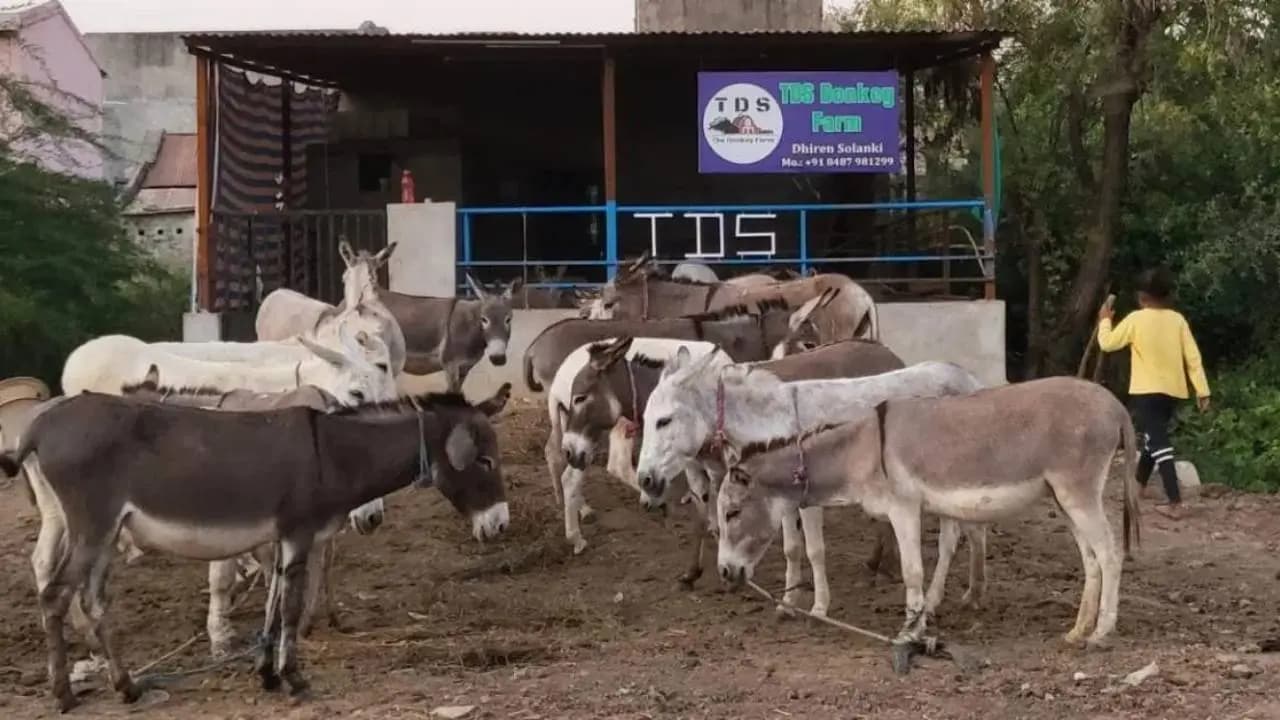 National Livestock Mission: Government Offers 50% Subsidy Up to 50 Lakh rupees for Donkey Farming