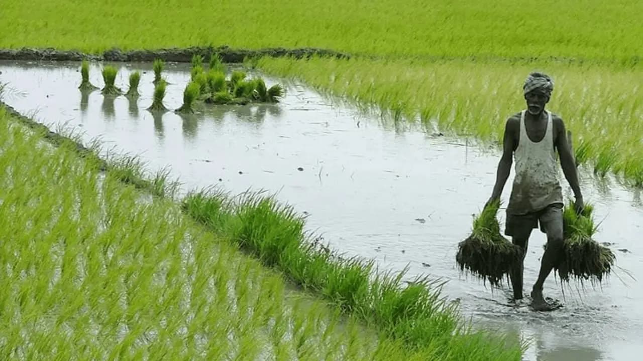 West Asia Crisis: Hormuz Strait Closure Sparks Fertilizer Shortage Fears and Rising Farming Costs in India 
