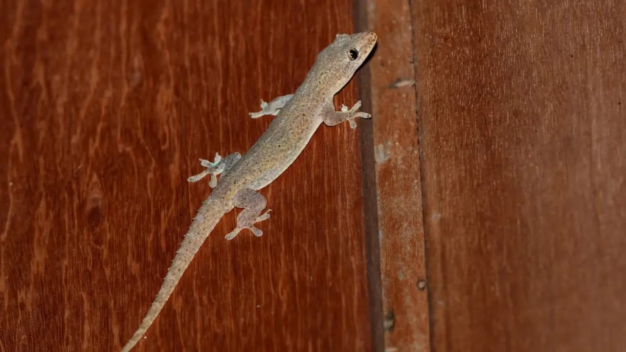 Where Do House Lizards Hide Their Eggs? Secret Nesting Spots and Habits Explained
