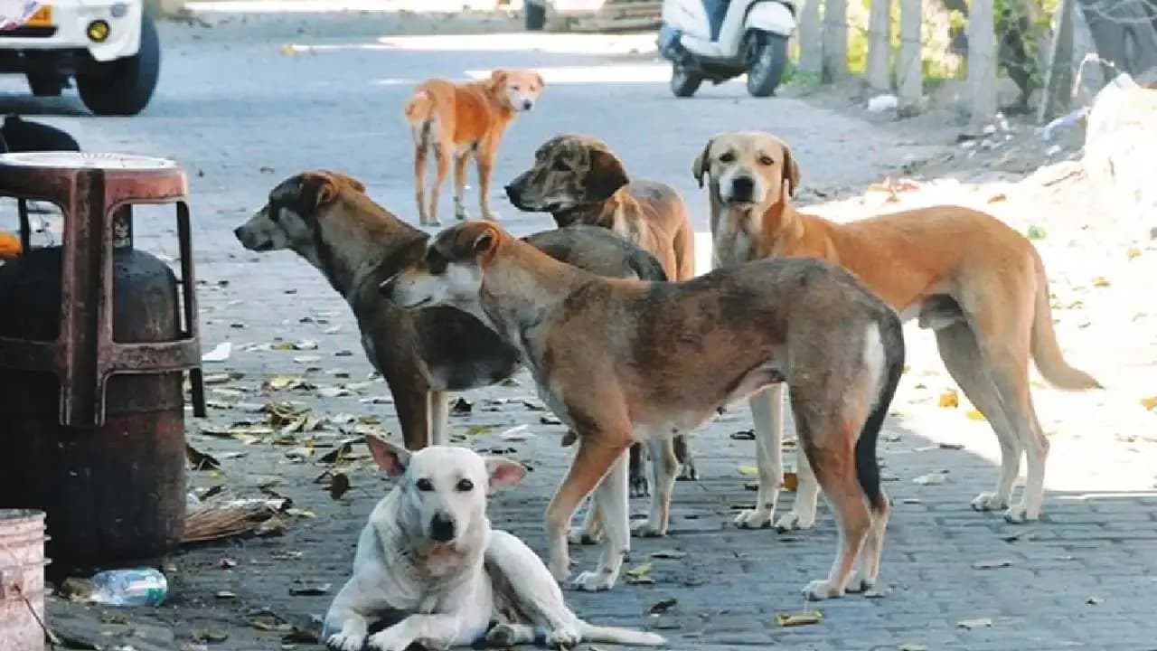  Around 100 stray dogs allegedly poisoned to death in Telangana
