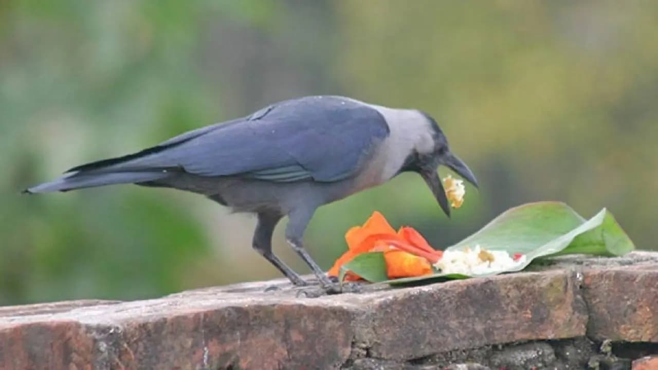 Why Crows are Fed in Hindu Rituals: Connection to Ancestors and Shani Dev Explained