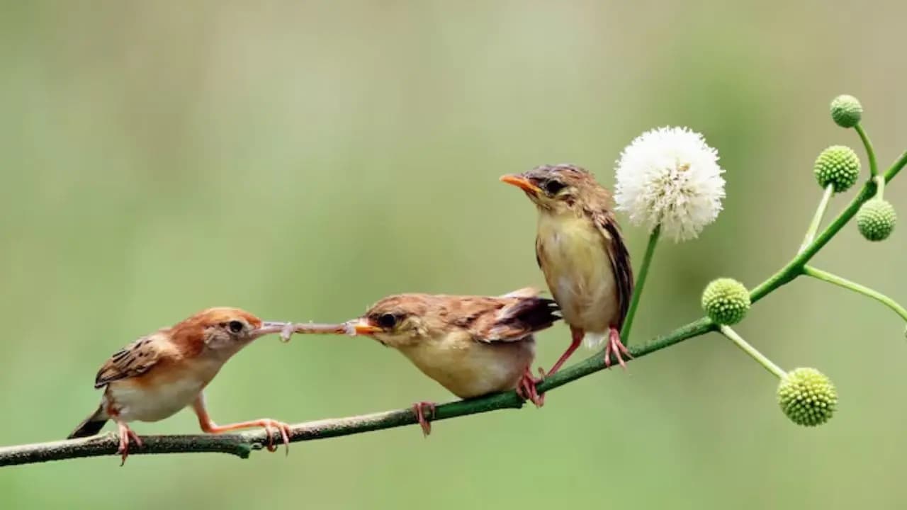 Why Birding is a Brain Boost: Science Says Birdwatching Sharpens Memory and Focus