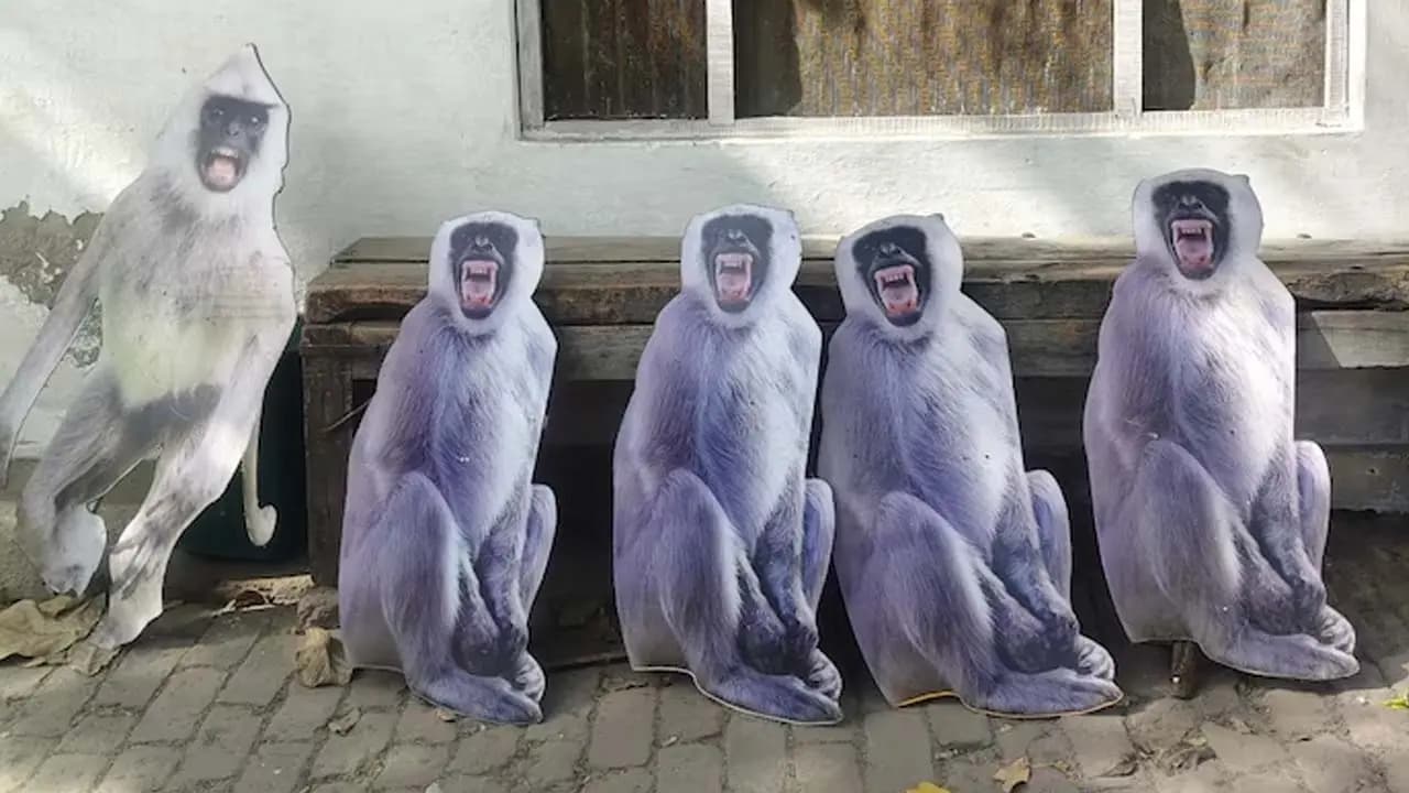 Giant Cutouts of Langurs on the streets of Vrindavan an innovative initiative to curb the monkey menace during the Presidents visit 
