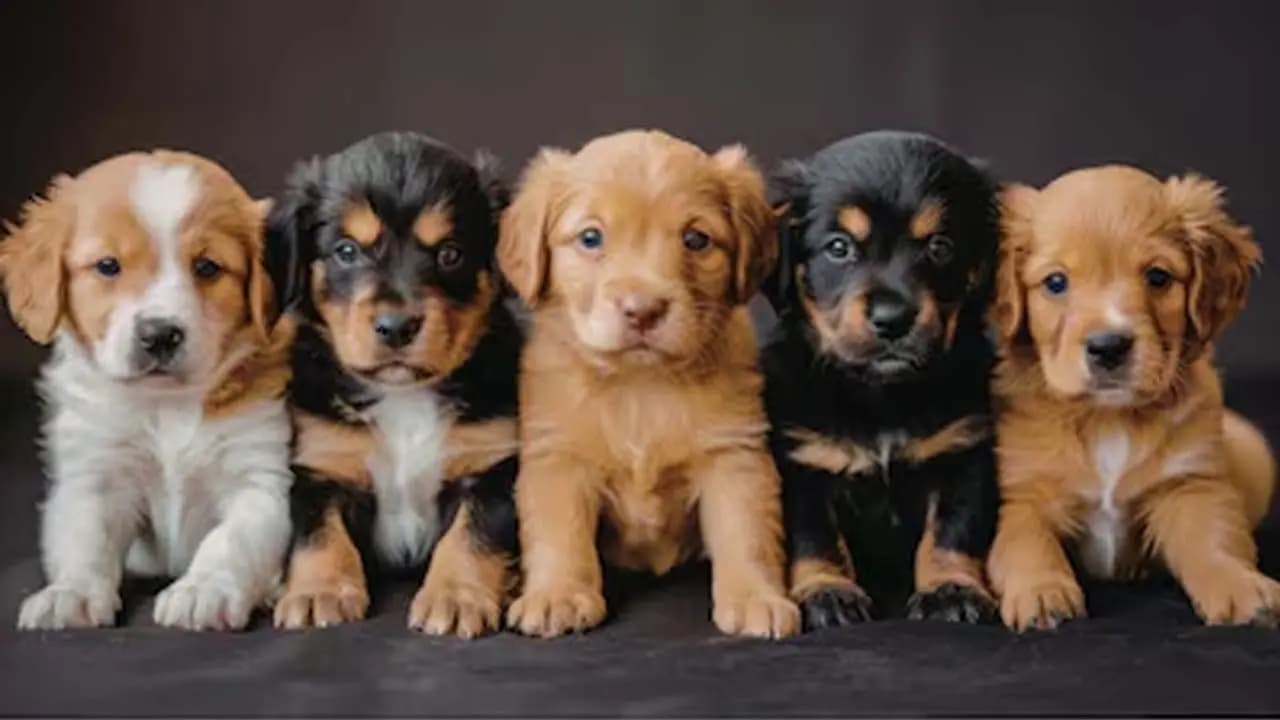  Indians allowed one-time relaxation for import of pets from middle east