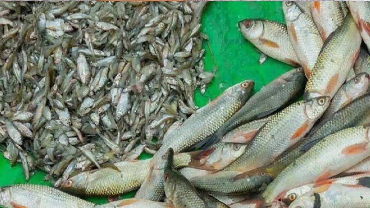 How to buy fresh fish from market know the tips
