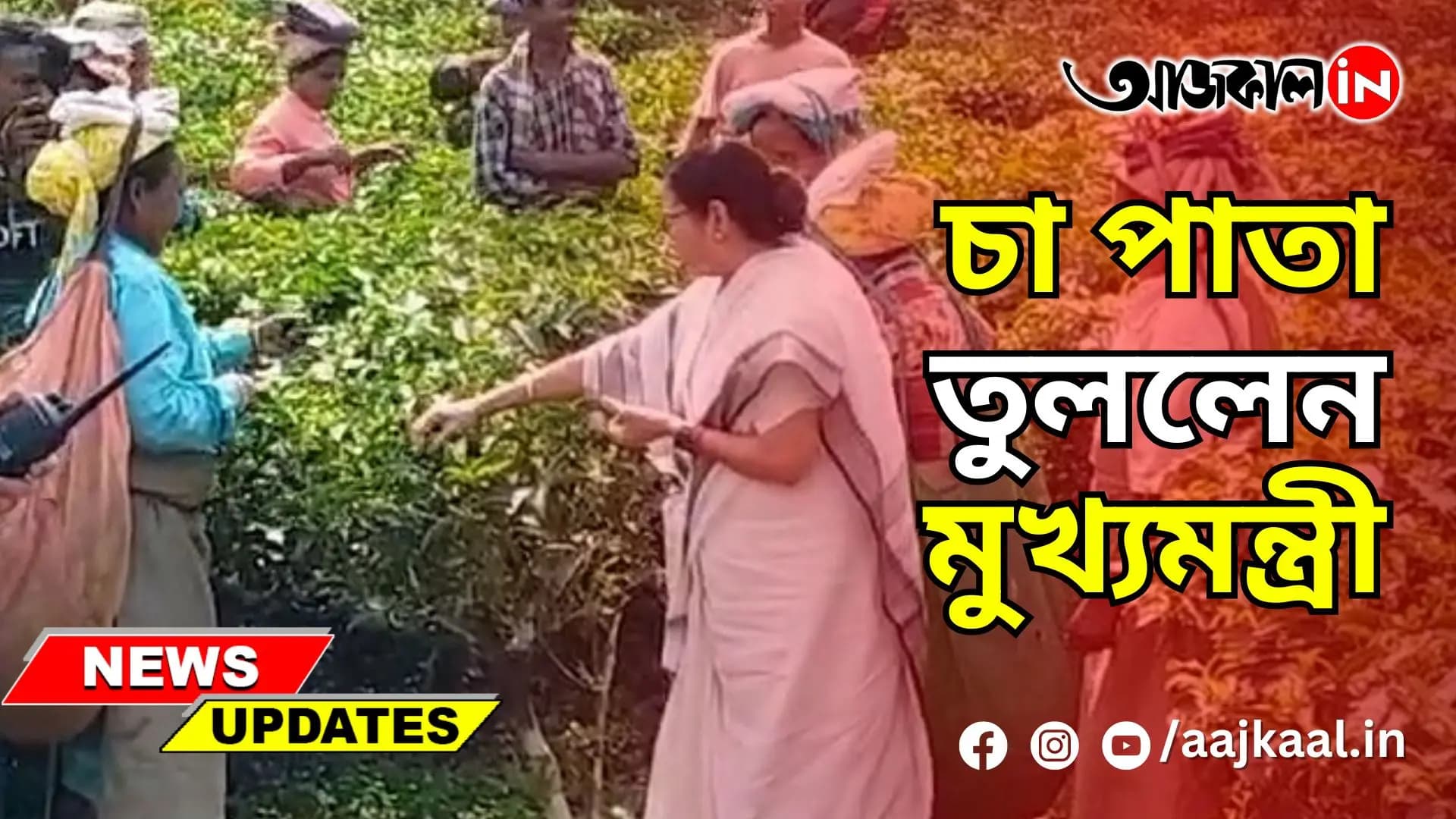 বাগান থেকে চা পাতা তুললেন মুখ্যমন্ত্রী