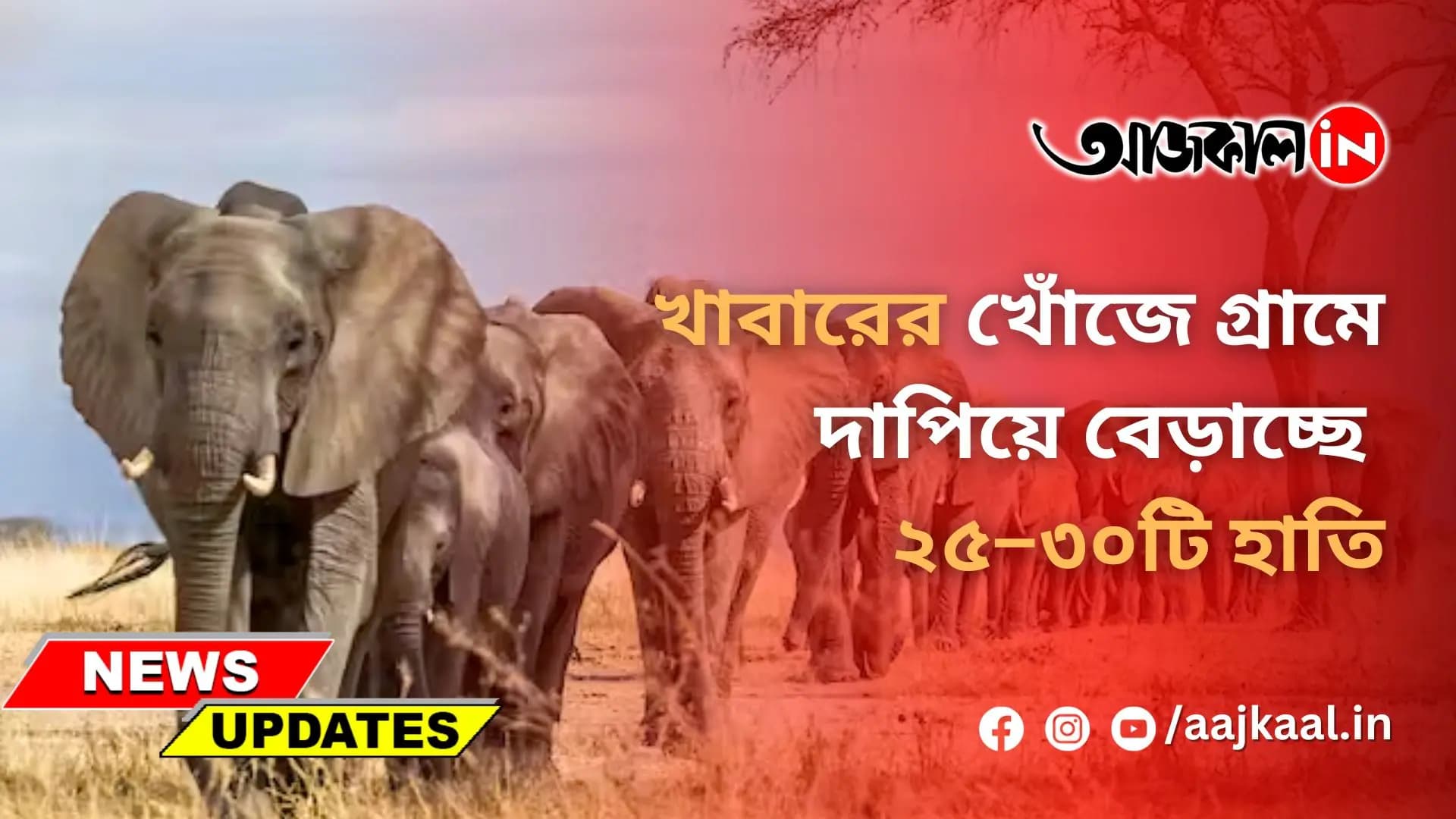 খাবারের খোঁজে গ্রামে দাপিয়ে বেড়াচ্ছে ২৫–৩০টি হাতি