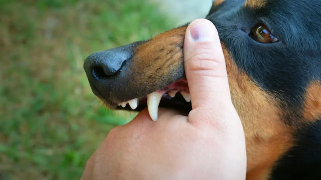 Dog Bite First Aid: Crucial Steps to Take Within 15 Minutes to Prevent Rabies