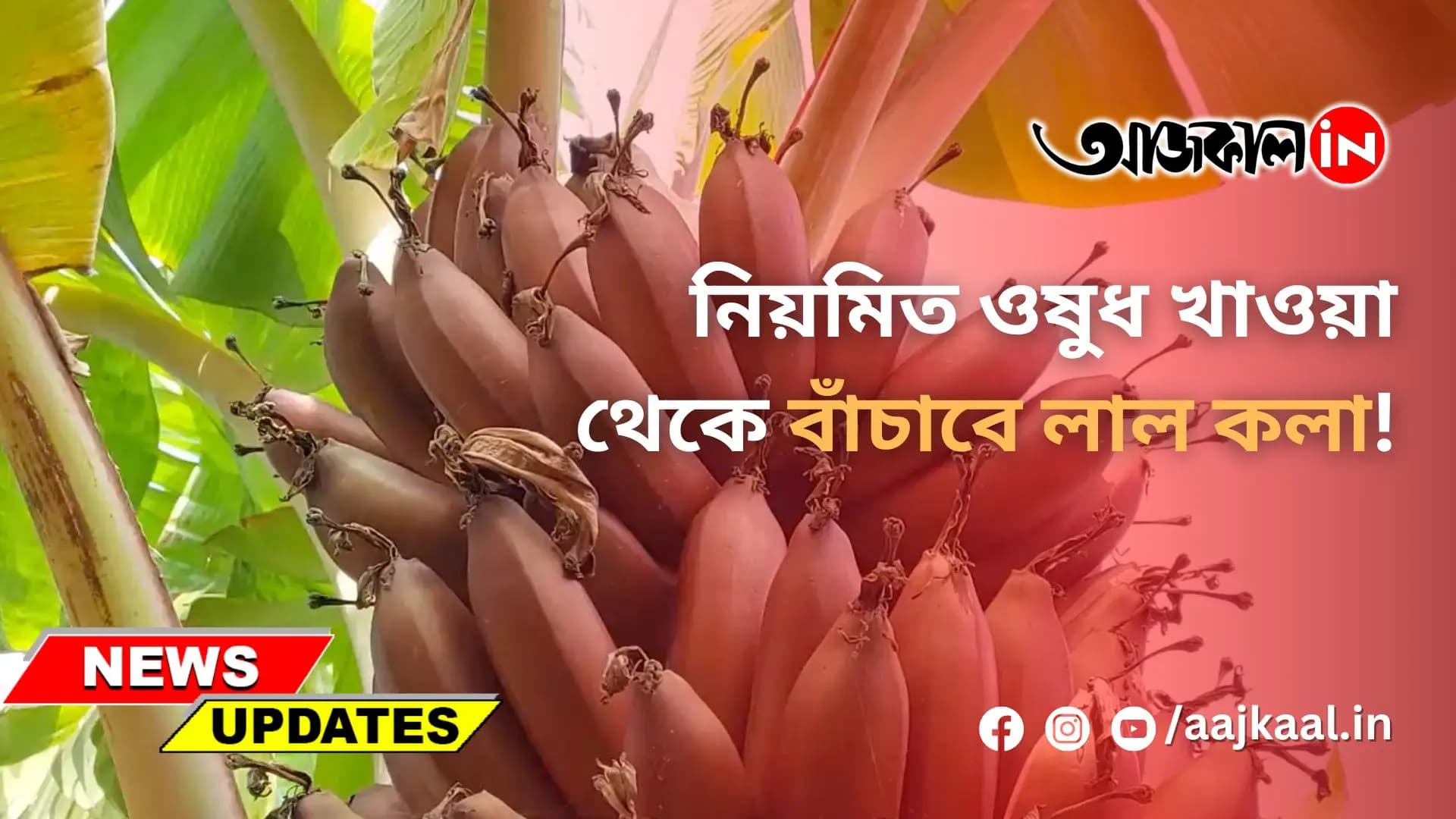 নিয়মিত ওষুধ খাওয়া থেকে বাঁচাবে লাল কলা!