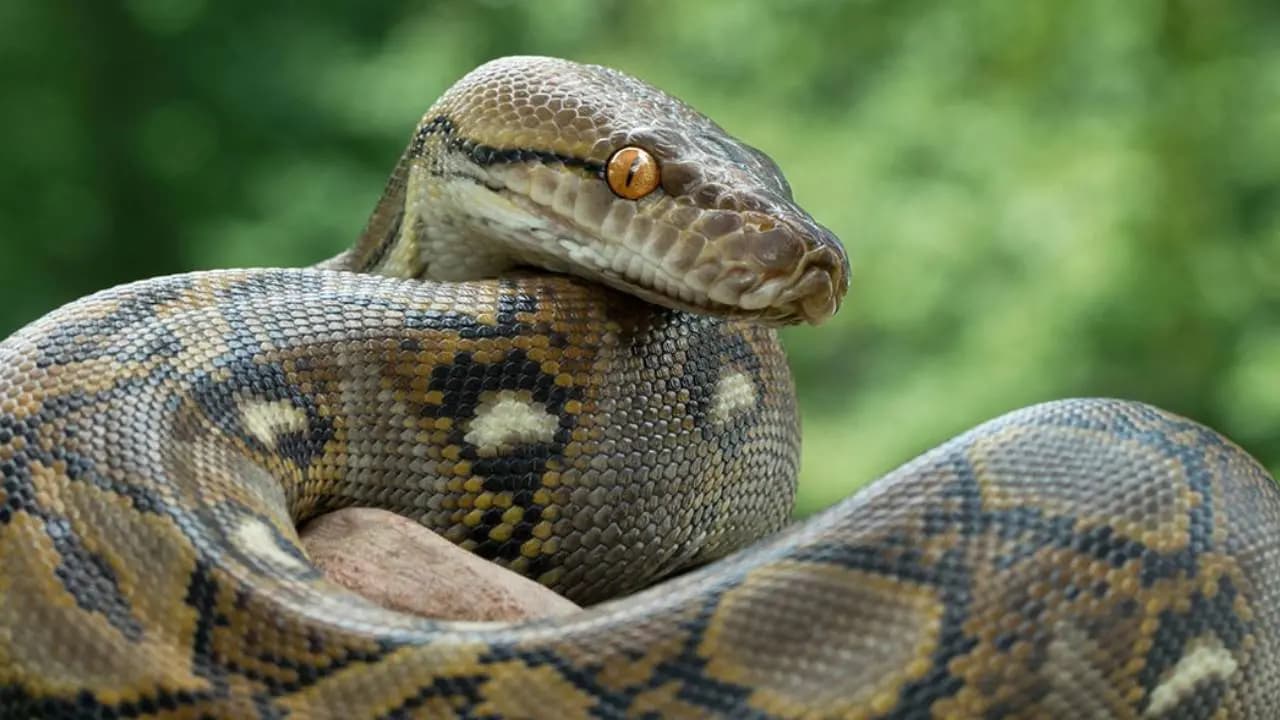 Python Blood Research Reveals Breakthrough Potential for Safe Weight Loss Medication