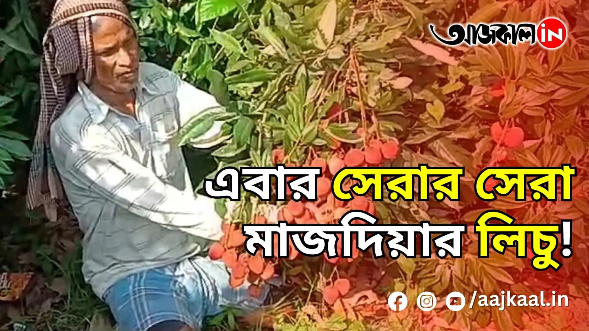 এবার সেরার সেরা মাজদিয়ার লিচু!