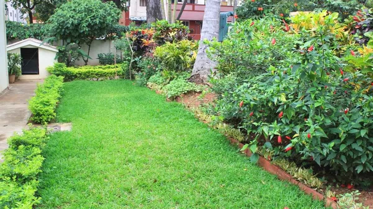 Durba grass prevents anaemia and insomnia also increased child birth possibilities lif