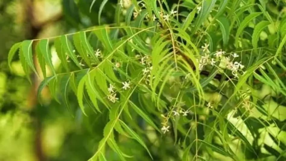  Eating Neem leaves daily empty stomach in morning has many health benefits