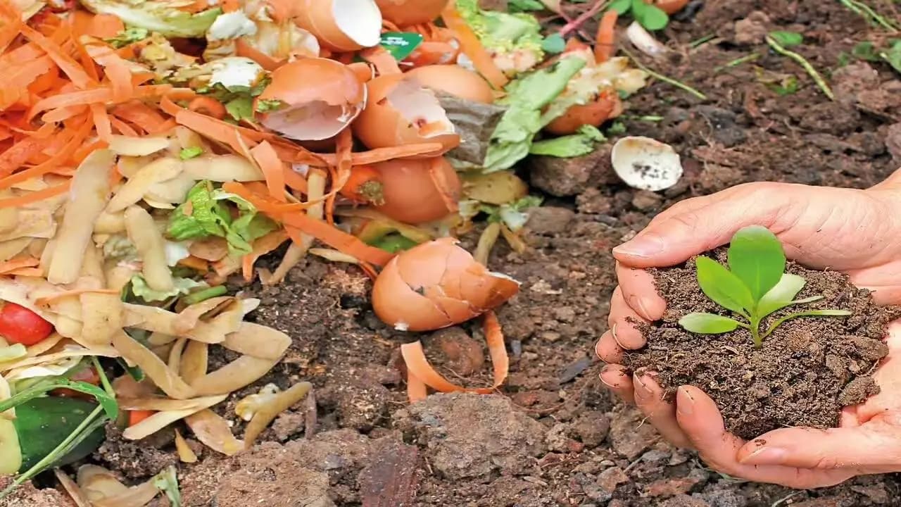  Turn Kitchen Waste into Organic Fertilizer: Easy Home Gardening Tips for Greener Plants