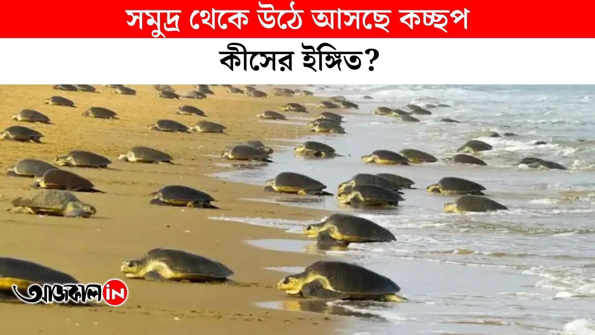 "This beach in Odisha is being taken over by rare species of turtles. Watch the video to find out the reason."_vdo