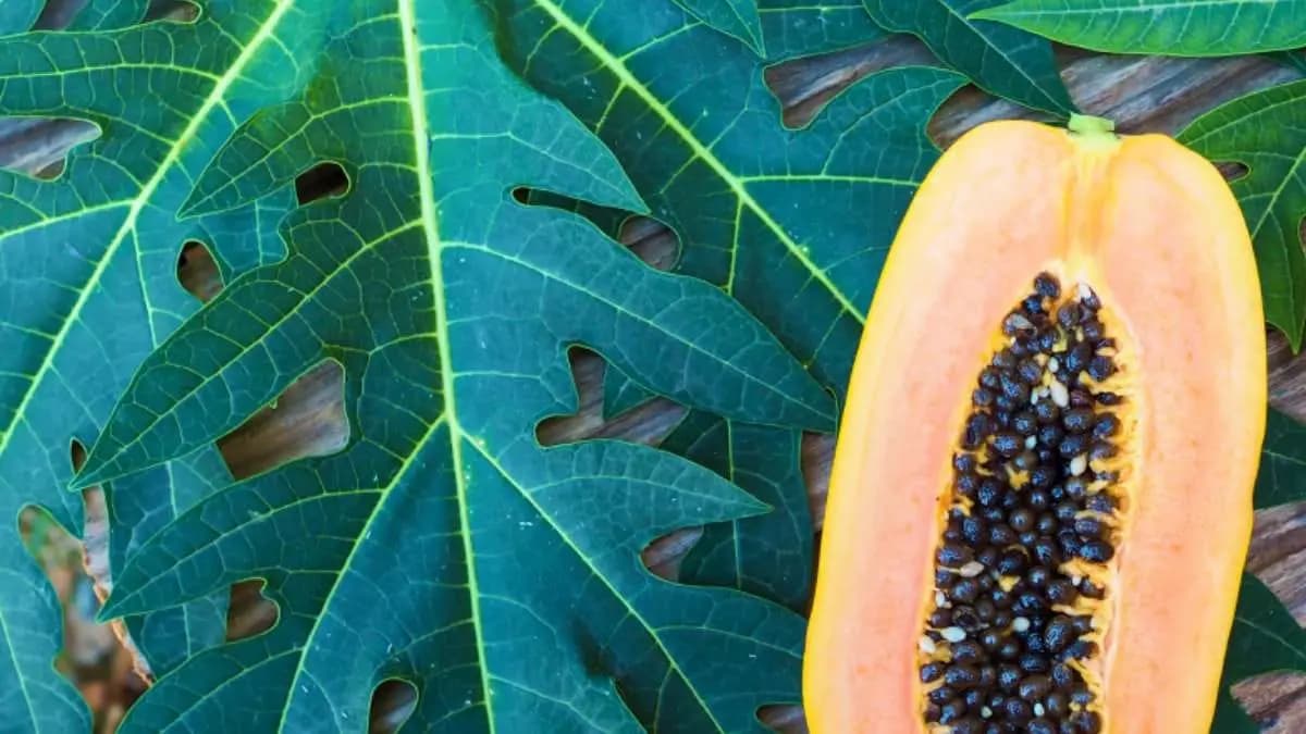  papaya leaves helps to prevent many dieases like cancer and dengue virus increase platelet also lif  