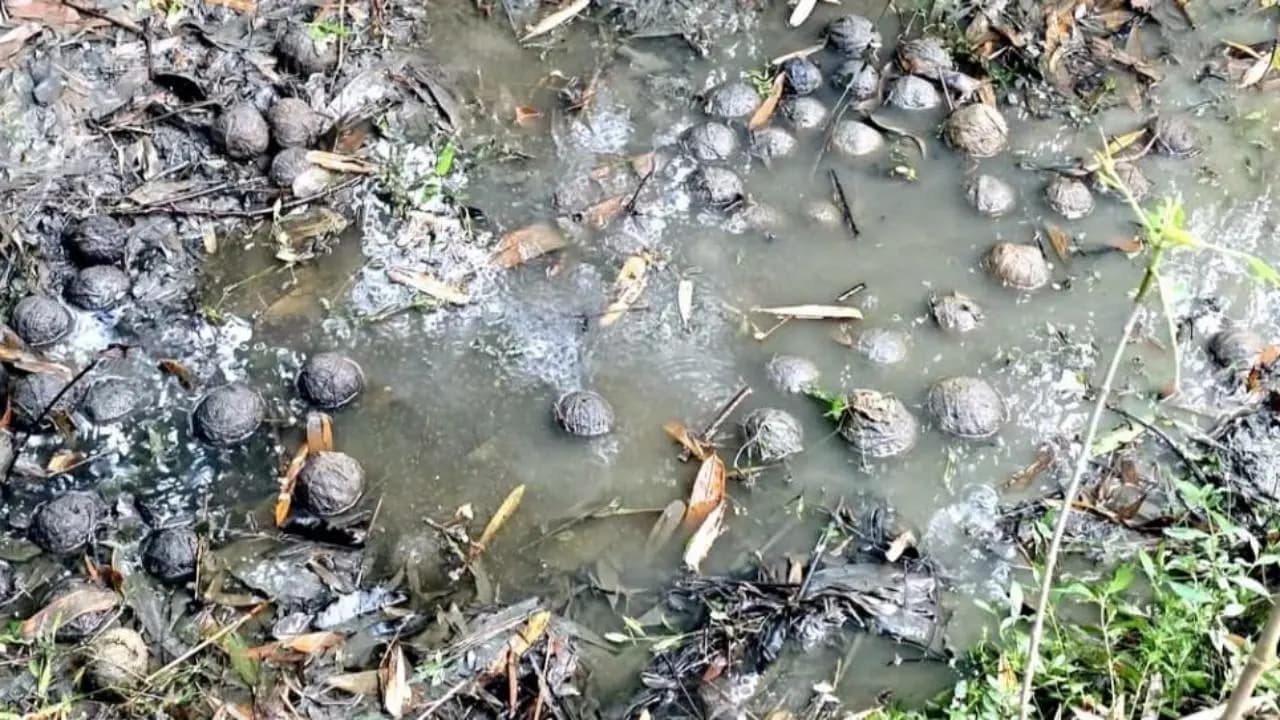 Bengal Elections 2026: Bhangar Tense as Massive Cache of Crude Bombs Recovered Ahead of West Bengal Election