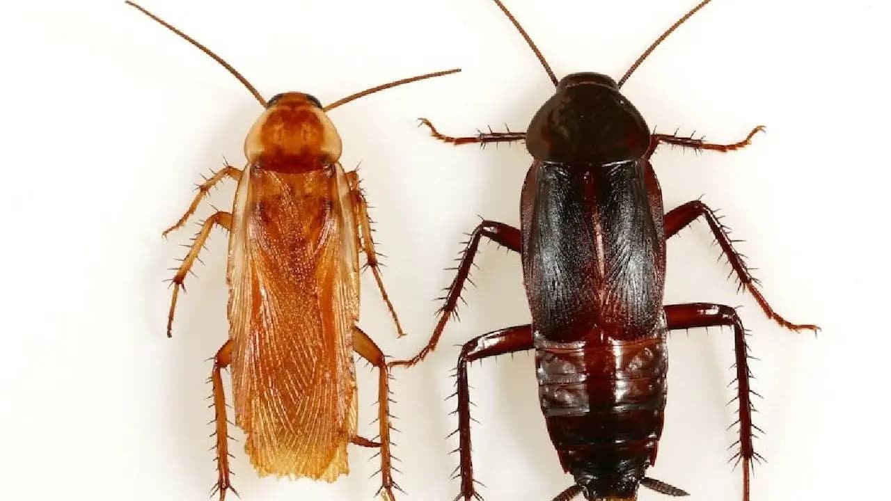 New Cockroach Species Found In Maharashtra Using Modern DNA Techniques