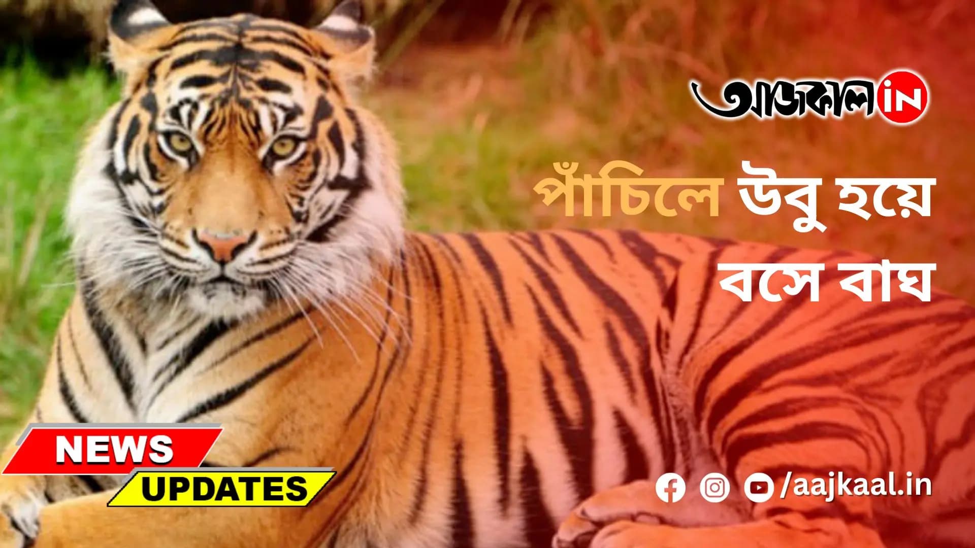 পাঁচিলে উবু হয়ে বসে বাঘ