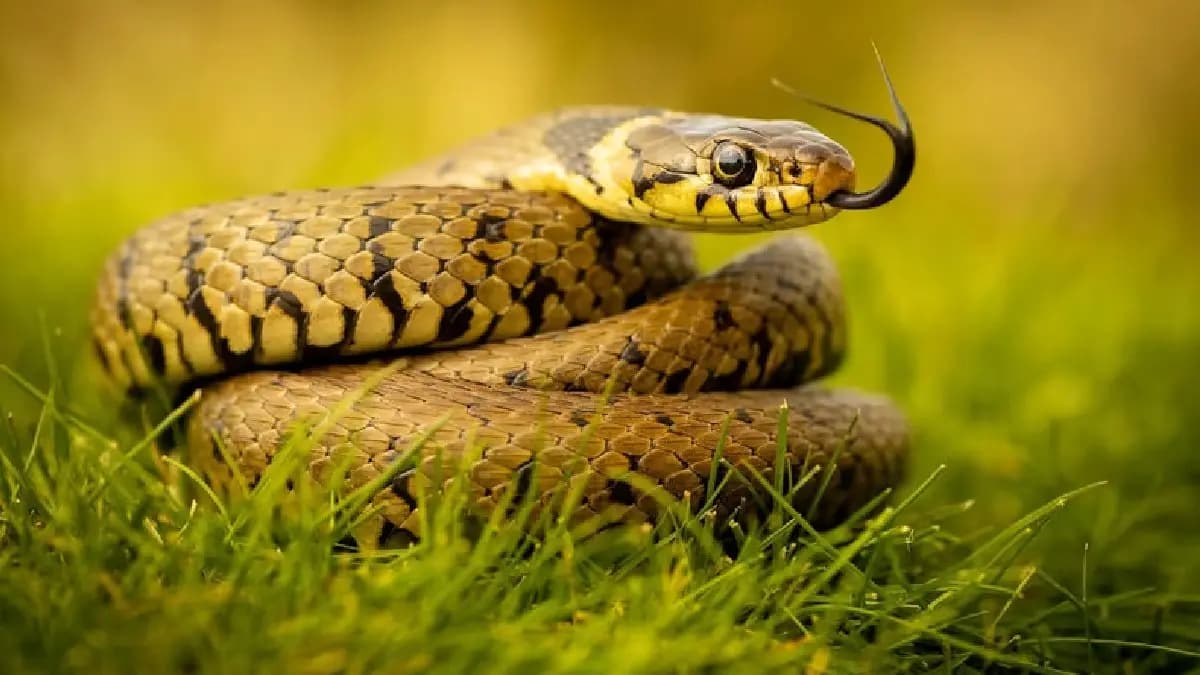 Ayurvedic remedy leaves commonly found in local bushes is believed to neutralise snake venom