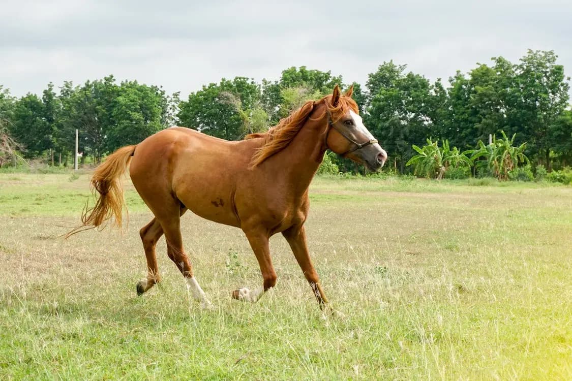 Heroic White Dragon Horse Dies Days After Rescuing Man From Drowning_gnr