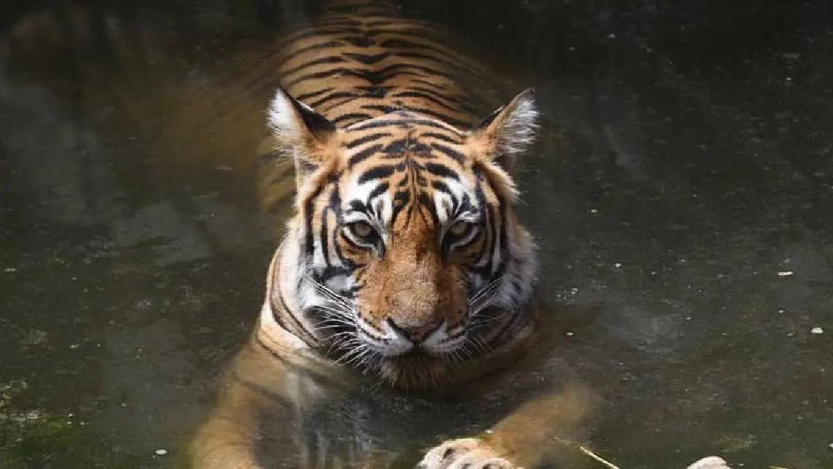 a tiger wandered into human territory in maipit gnr
