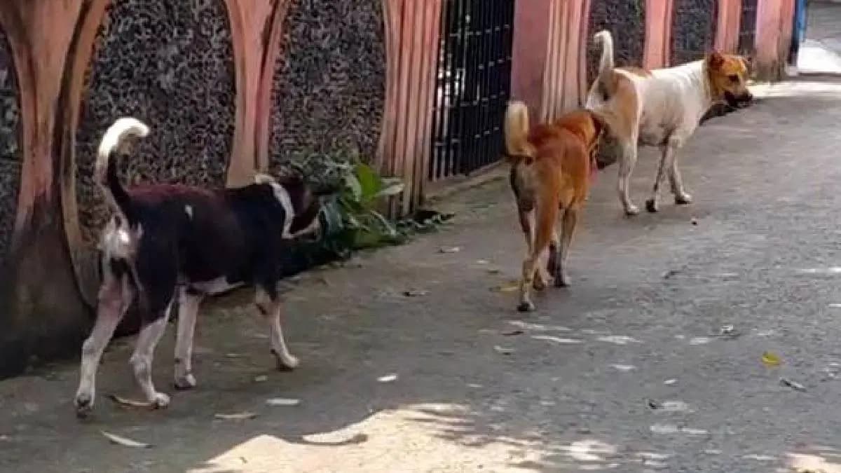 Tortured on dogs at chinsurah