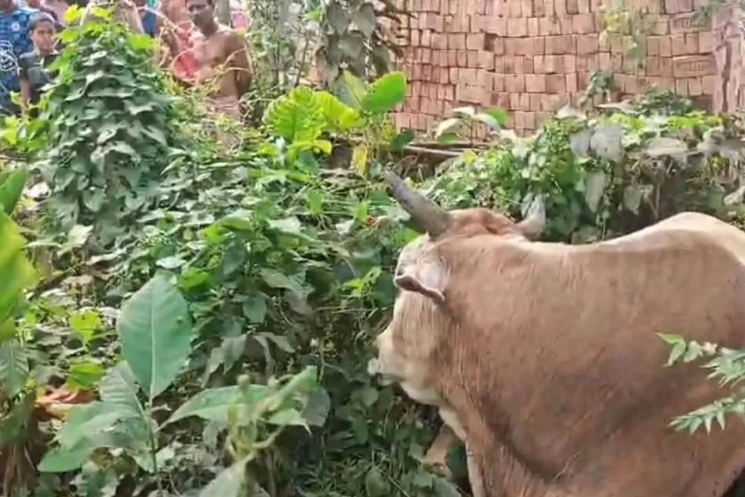 West Bengal Election 2026: BJP Leader Strikes Helpless Animals Leg with a Weapon