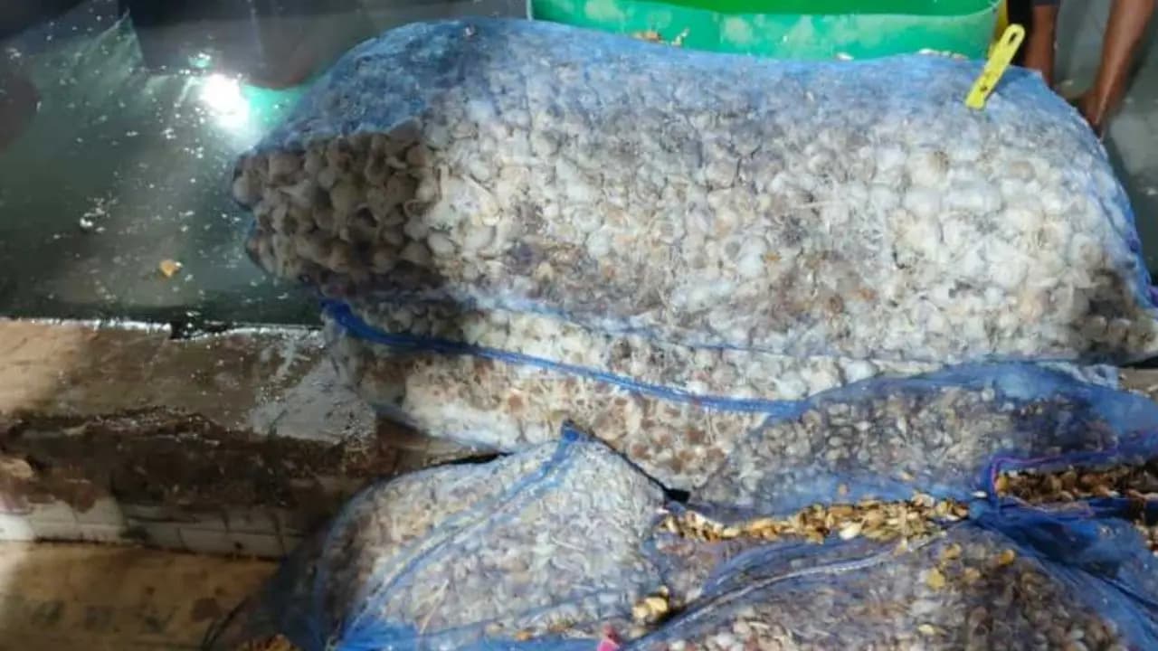 Packaged ginger garlic paste adulterated, huge quantity of spices seized, arrest