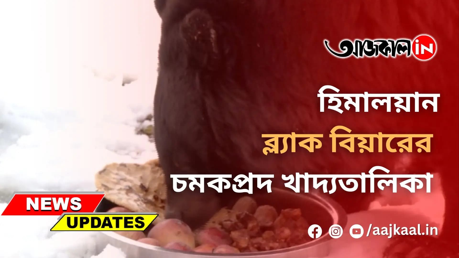 হিমালয়ান ব্ল্যাক বিয়ারের চমকপ্রদ খাদ্যতালিকা