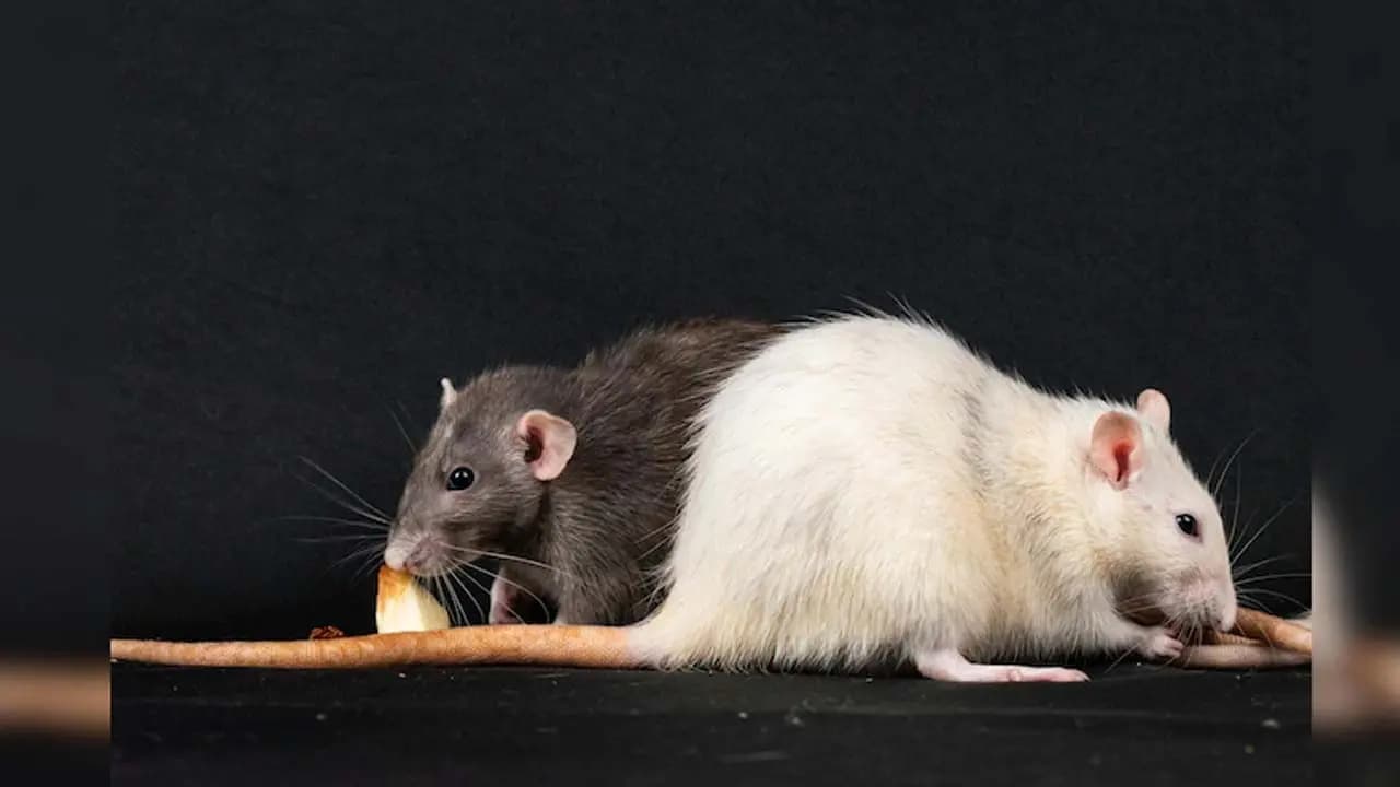 Rat Population Control Bait