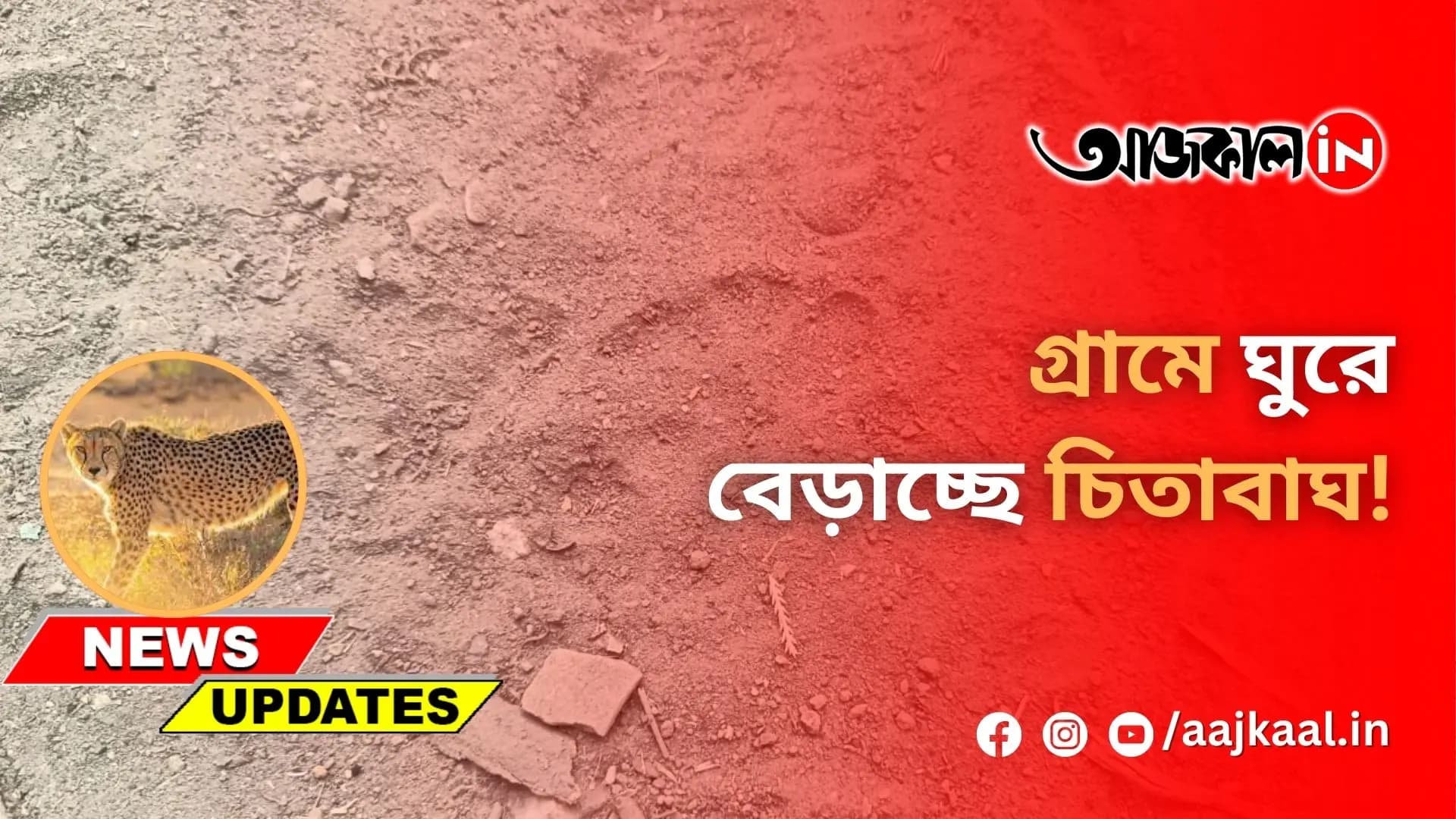 গ্রামে ঘুরে বেড়াচ্ছে চিতাবাঘ!