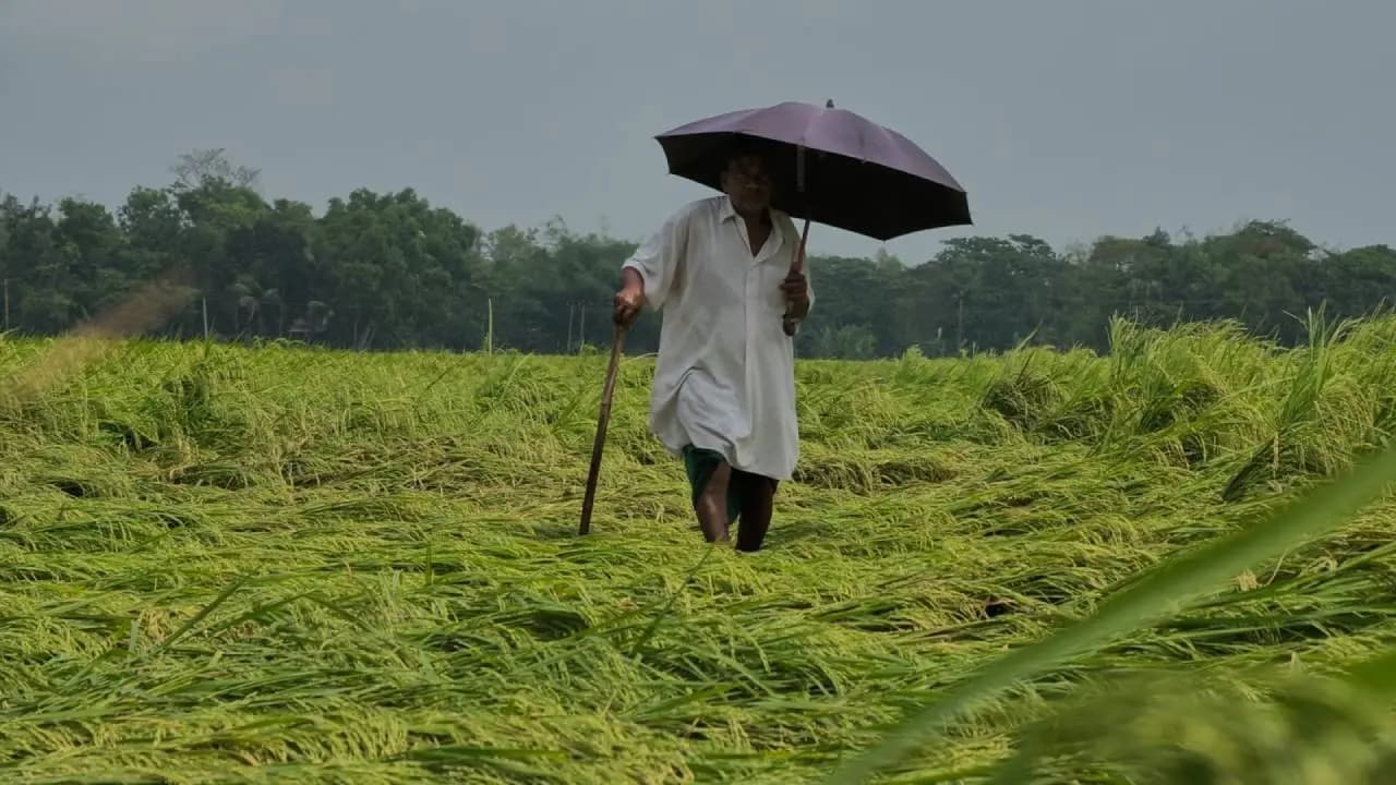 severe-storm-and-heavy-rain-cause-extensive-damage-to-boro-paddy-crops