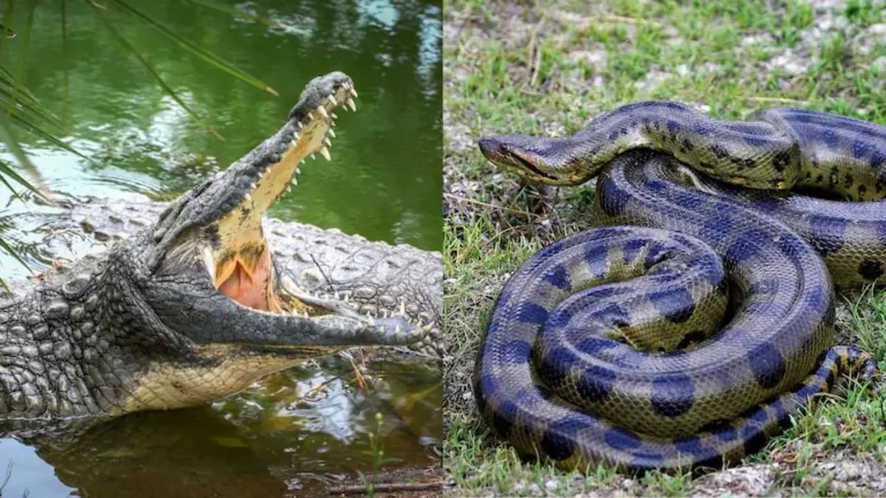 BSF may deploy snakes and crocodile in riverine border area to stop Bangladeshi infiltration