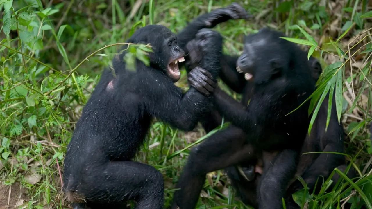 Why peaceful Chimpanzees of Uganda are involved into a civil war