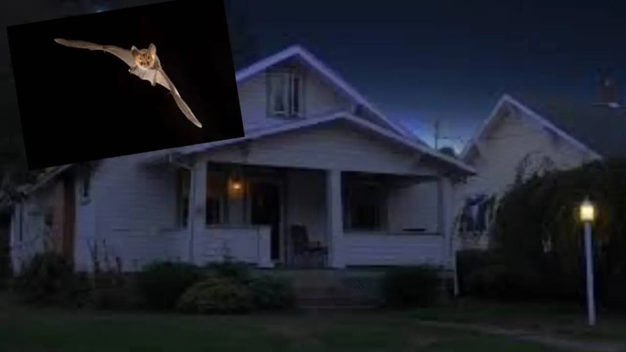 Bats coming into your house at night be careful now